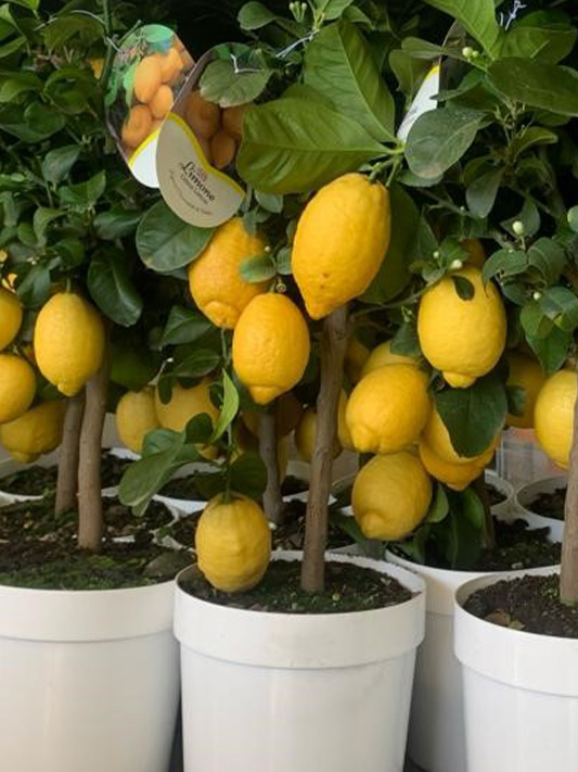 Vivai Cocus - Agrumi ornamentali di Sicilia