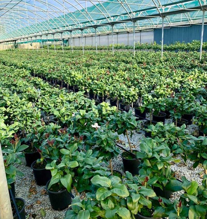 Vivai Cocus - Agrumi ornamentali di Sicilia
