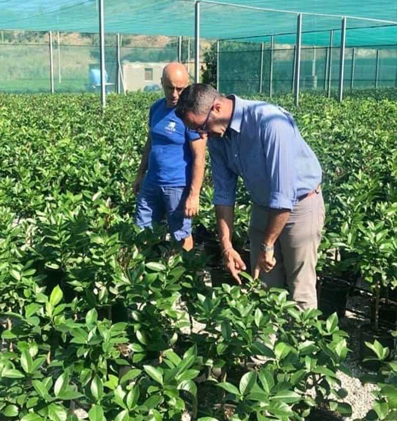 Vivai Cocus - Agrumi ornamentali di Sicilia