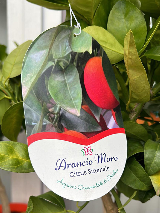 Vivai Cocus - Agrumi ornamentali di Sicilia