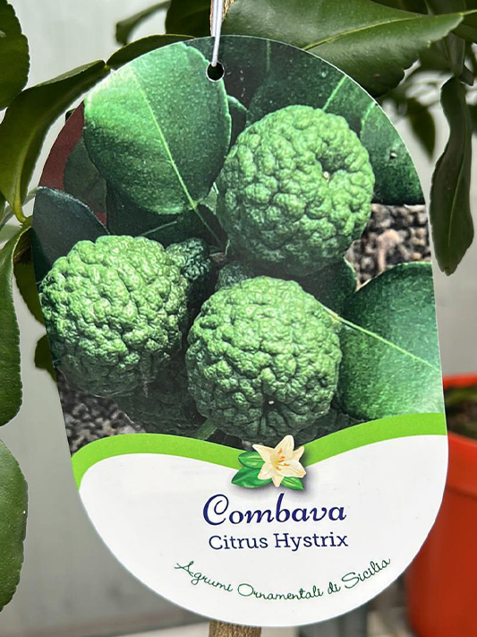 Vivai Cocus - Agrumi ornamentali di Sicilia