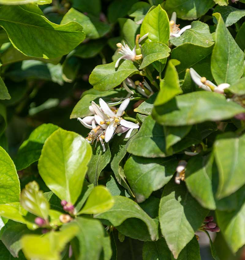 Vivai Cocus - Agrumi ornamentali di Sicilia