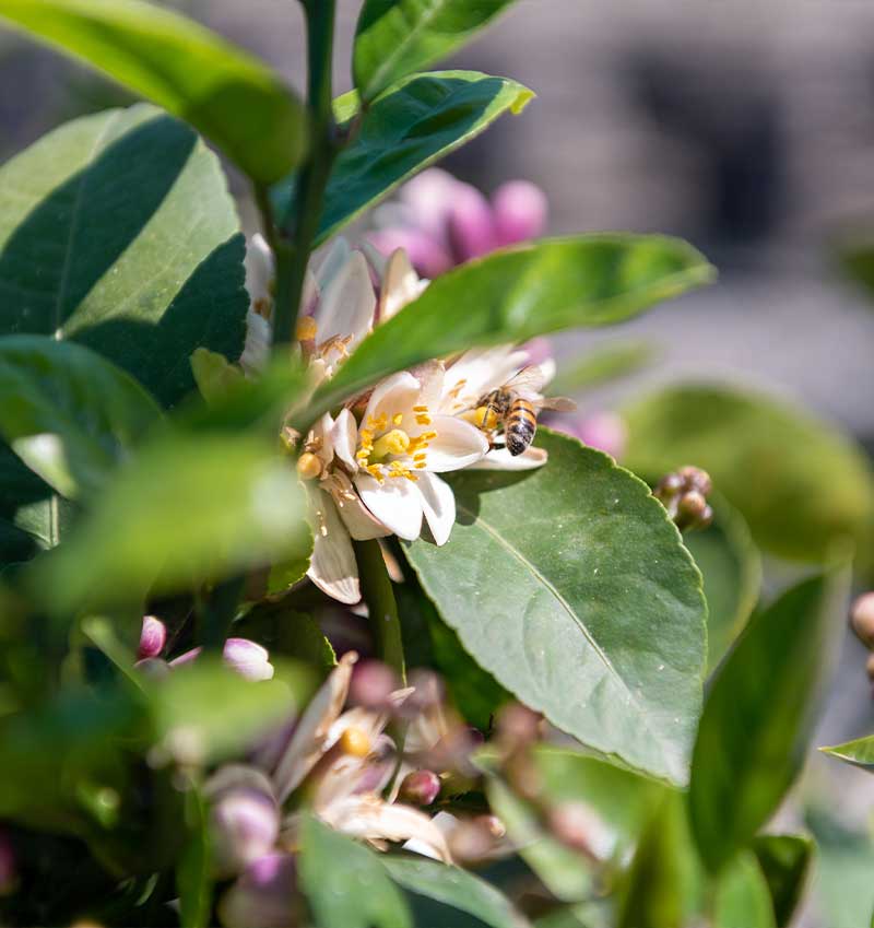 Vivai Cocus - Agrumi ornamentali di Sicilia