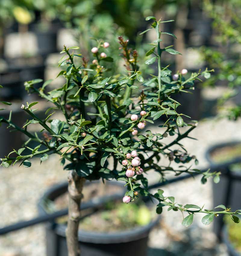 Vivai Cocus - Agrumi ornamentali di Sicilia