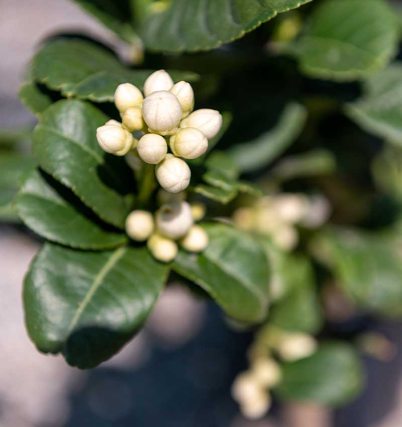 Vivai Cocus - Agrumi ornamentali di Sicilia