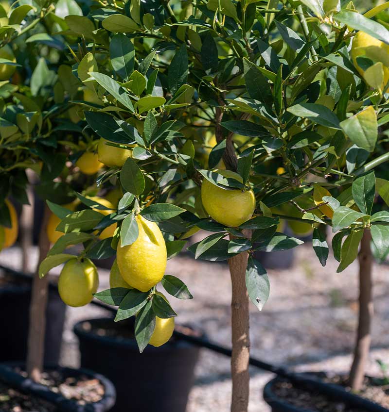 Vivai Cocus - Agrumi ornamentali di Sicilia