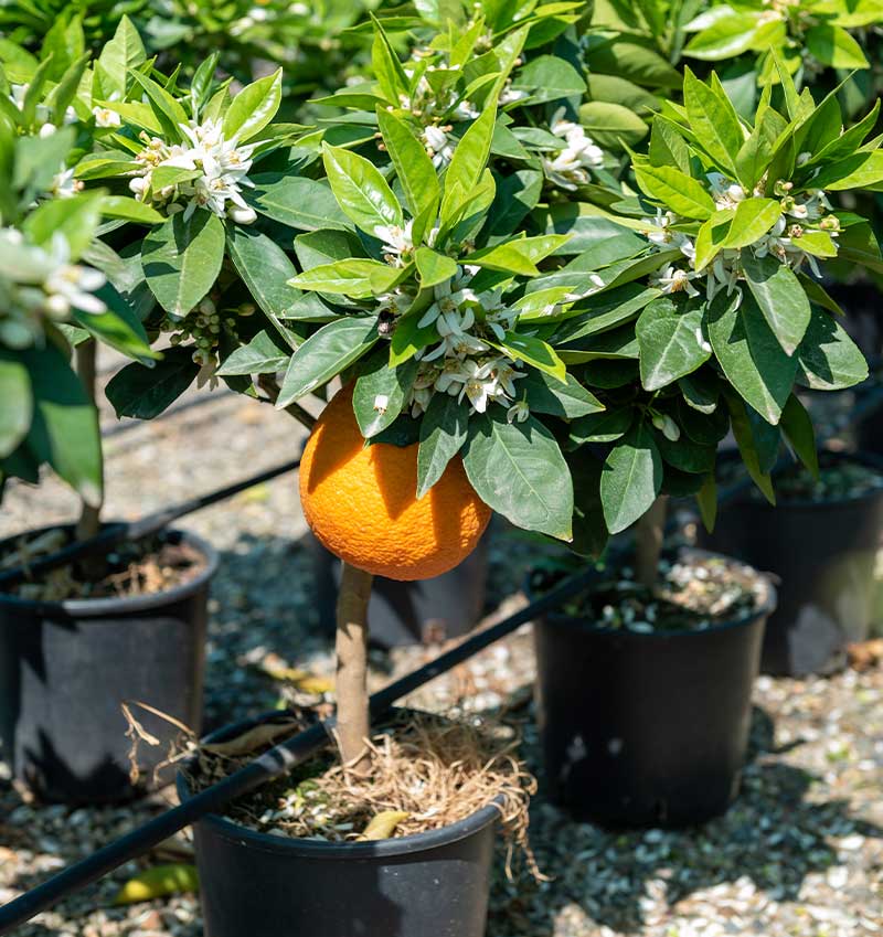 Vivai Cocus - Agrumi ornamentali di Sicilia