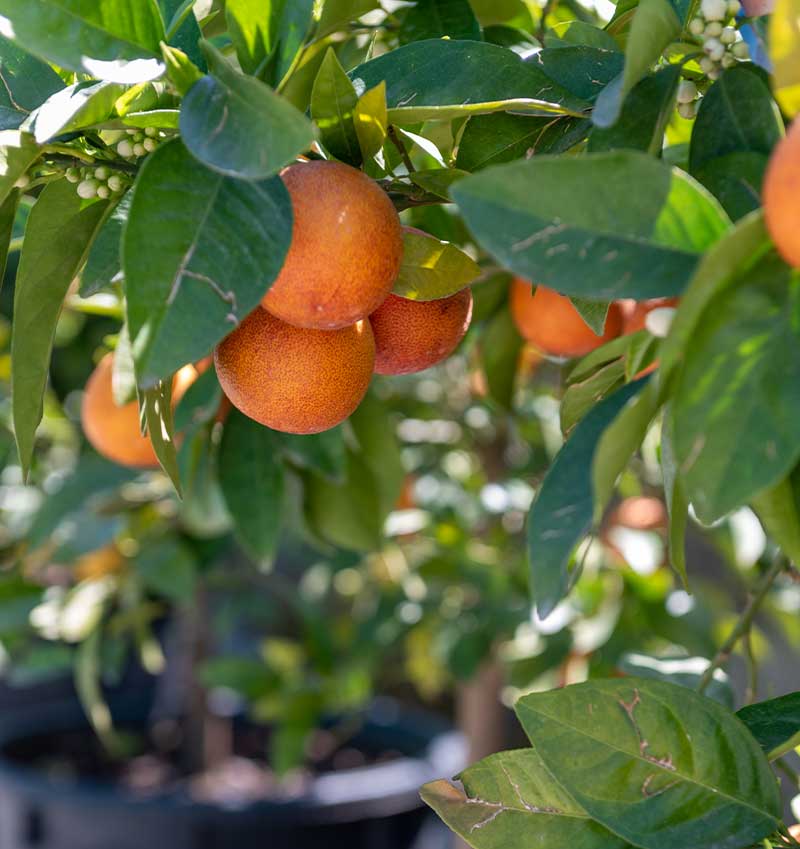 Vivai Cocus - Agrumi ornamentali di Sicilia