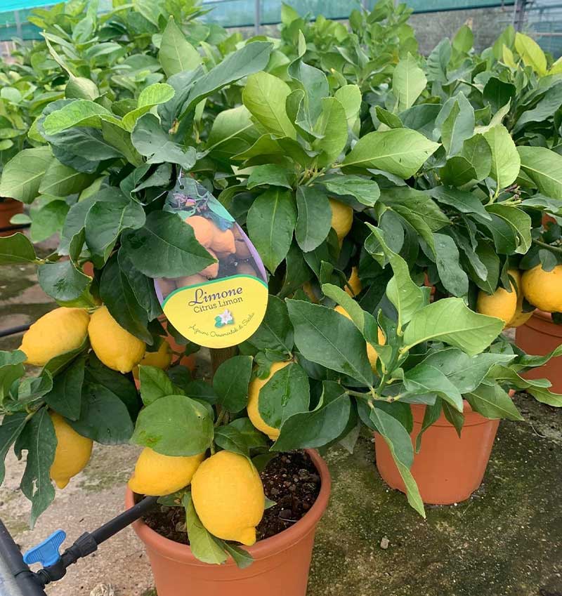Vivai Cocus - Agrumi ornamentali di Sicilia