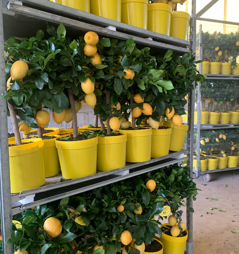 Vivai Cocus - Agrumi ornamentali di Sicilia
