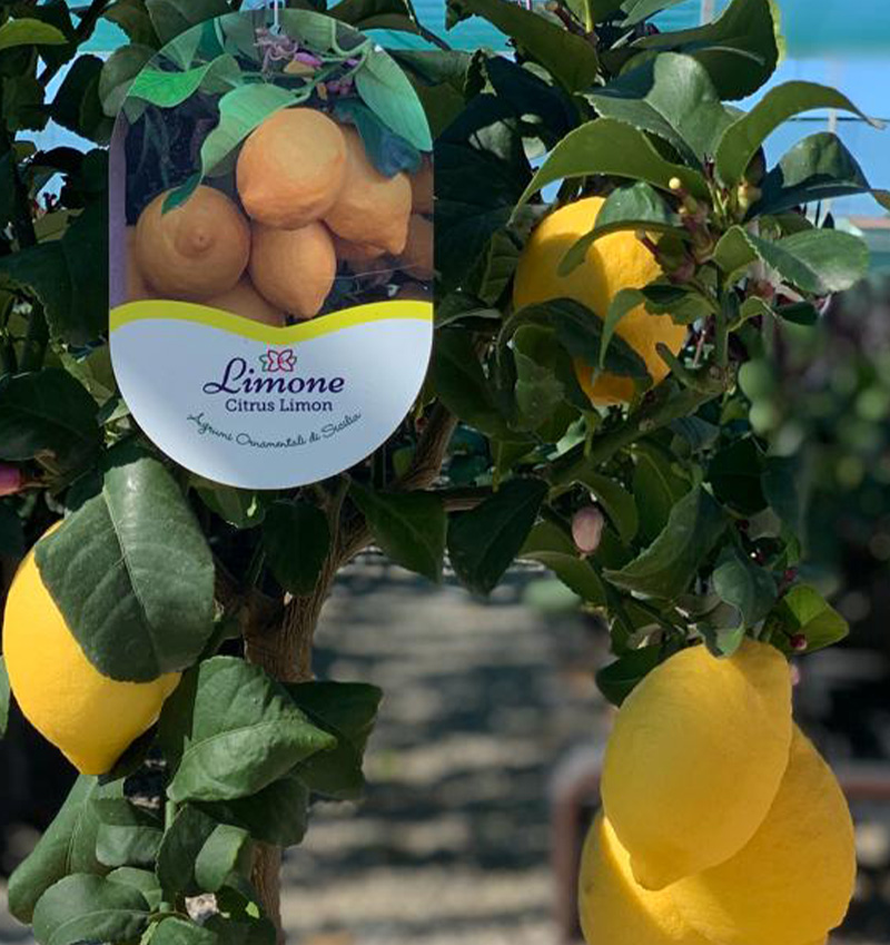 Vivai Cocus - Agrumi ornamentali di Sicilia