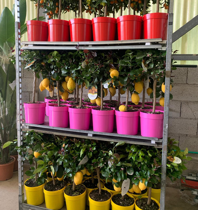 Vivai Cocus - Agrumi ornamentali di Sicilia