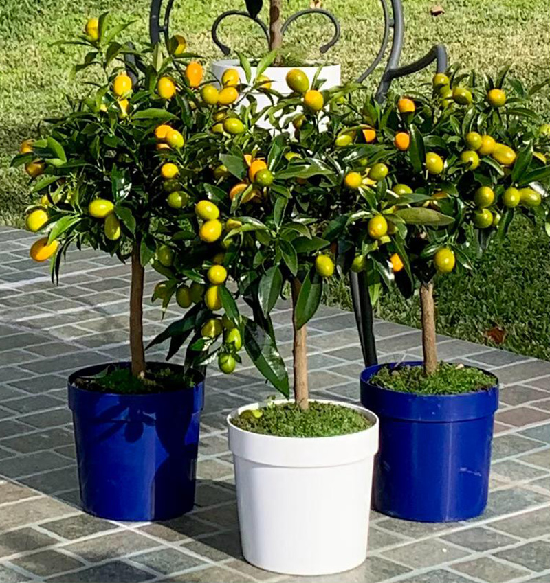 Vivai Cocus - Agrumi ornamentali di Sicilia