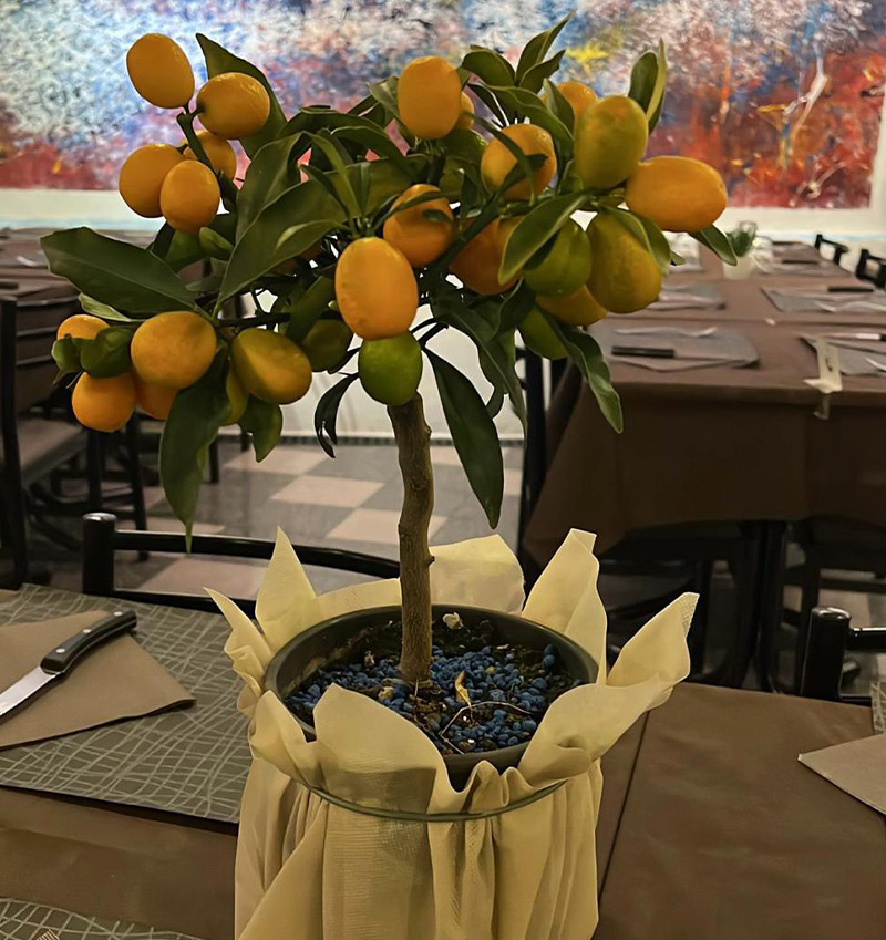 Vivai Cocus - Agrumi ornamentali di Sicilia