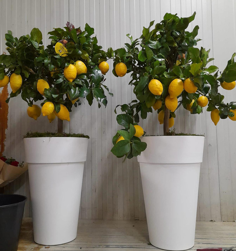 Vivai Cocus - Agrumi ornamentali di Sicilia