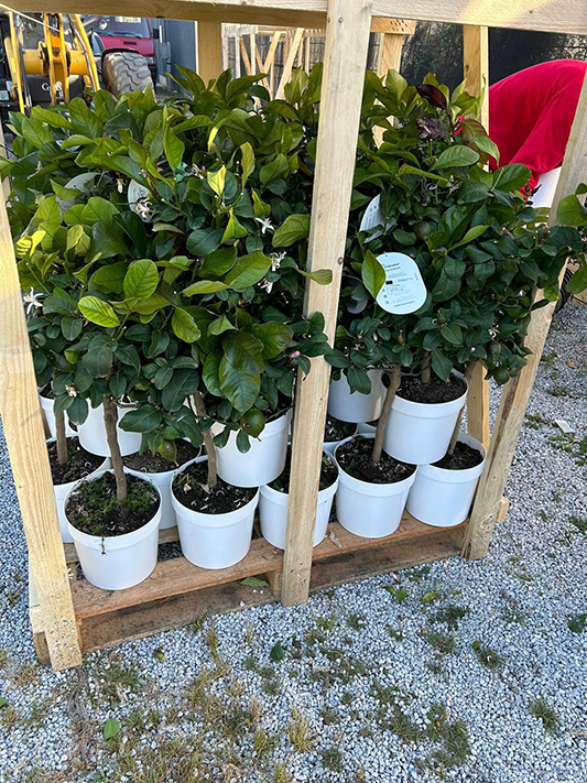 Vivai Cocus - Agrumi ornamentali di Sicilia