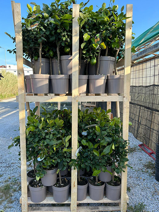 Vivai Cocus - Agrumi ornamentali di Sicilia