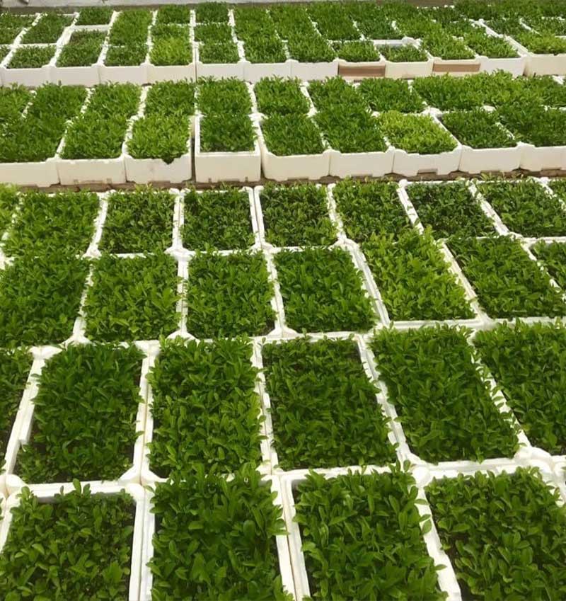 Vivai Cocus - Agrumi ornamentali di Sicilia