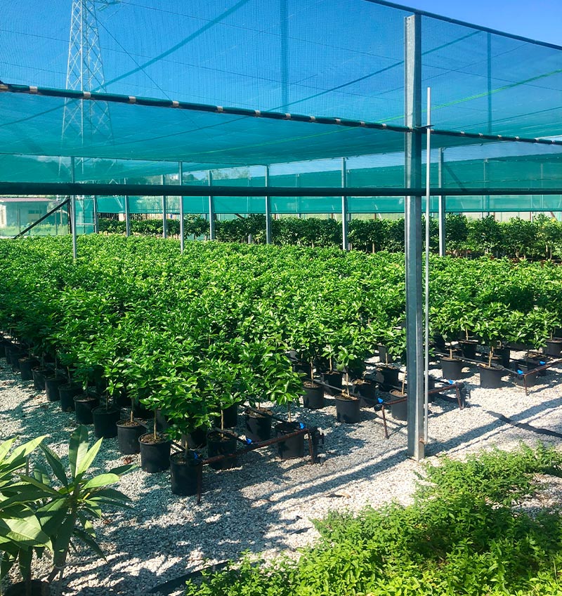 Vivai Cocus - Agrumi ornamentali di Sicilia