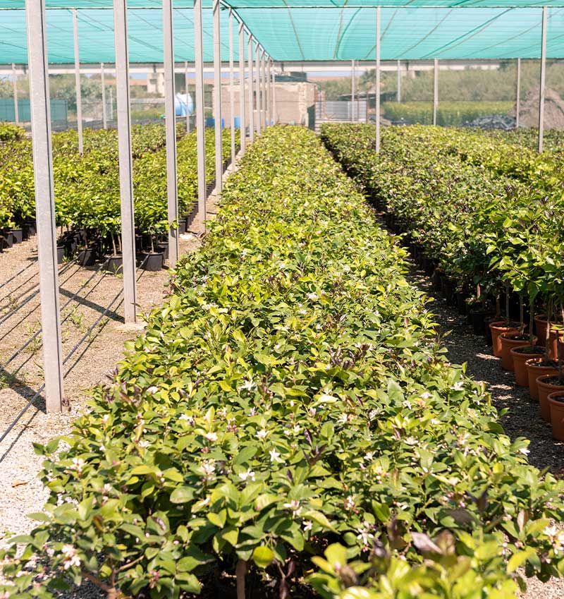 Vivai Cocus - Agrumi ornamentali di Sicilia